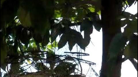 sau do moi clip 65 rongviet_0918558091