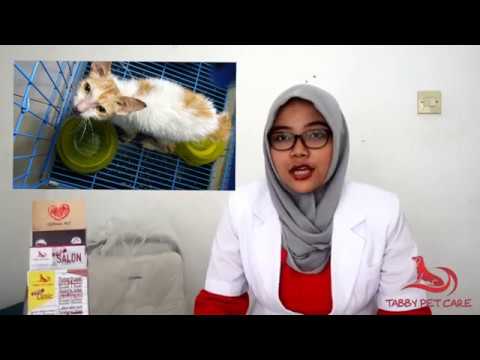Video: Cacing Gelang Pada Kucing