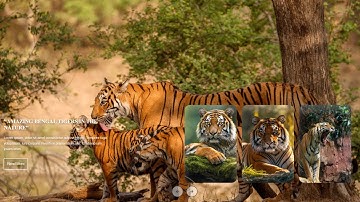 Create A Slider Crazy Effects Using HTML CSS And Javascript