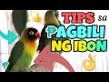 MGA TIPS SA PAGBILI NG IBON - Tips Kung Gusto Mong Bumili Ng Lovebirds Para Hindi Ka Magkamali