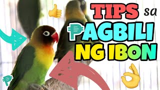 MGA TIPS SA PAGBILI NG IBON  Tips Kung Gusto Mong Bumili Ng Lovebirds Para Hindi Ka Magkamali