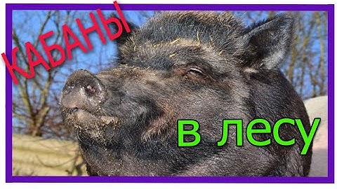 Дикие кабаны в лесу или домашние | Свиньи в лесу 2