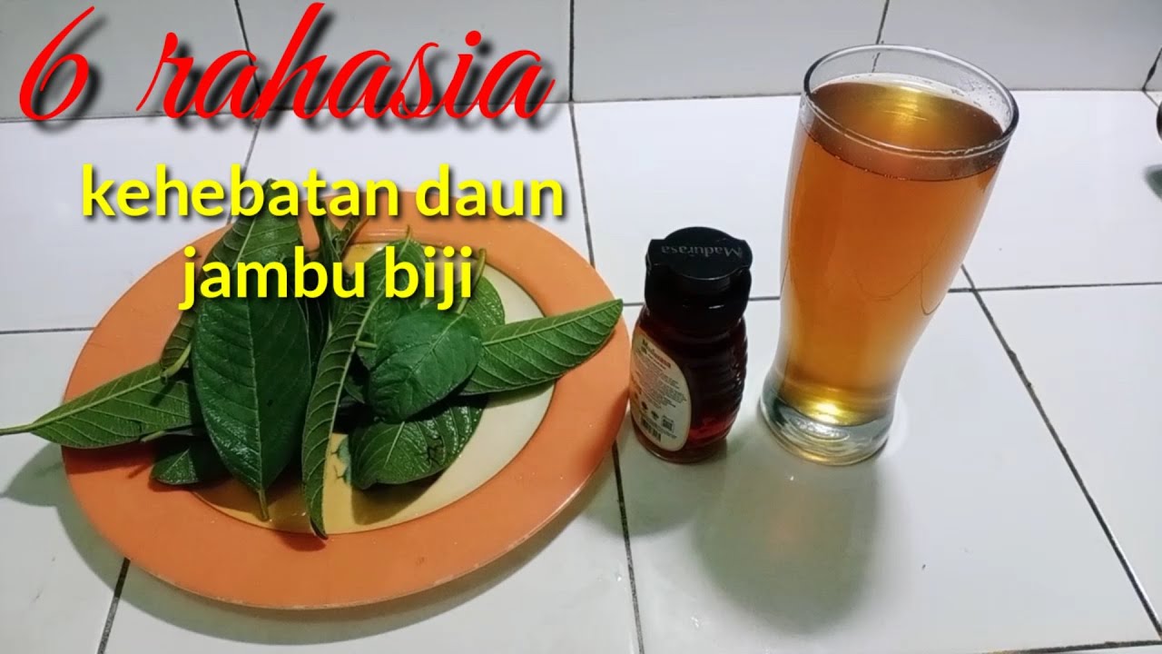 khasiat daun jambu biji untuk kesehatan yang sering tidak kita sadari
