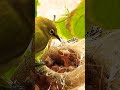 Black Termite, Mother bird feeding baby bird , #bird #wildbird #shot EP 9 #shorts