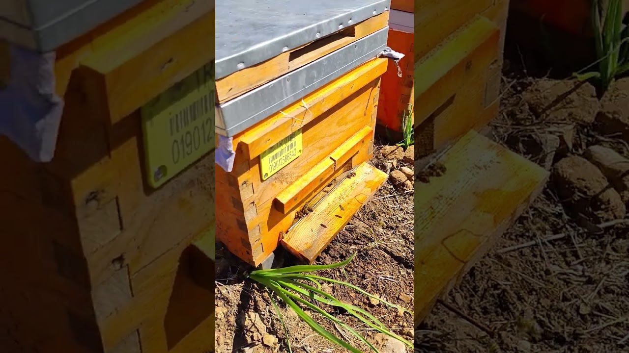 07.03.2026 Adana Kozan Arılıkta kontrolü yaptık #adana #kozan #arıcılık #arı #doğa #bee 