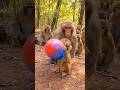 Funniest Monkey Moments You'll Watch Today! #Funny Monkey #Monkey Prank #funnyshorts #viralshort #fy