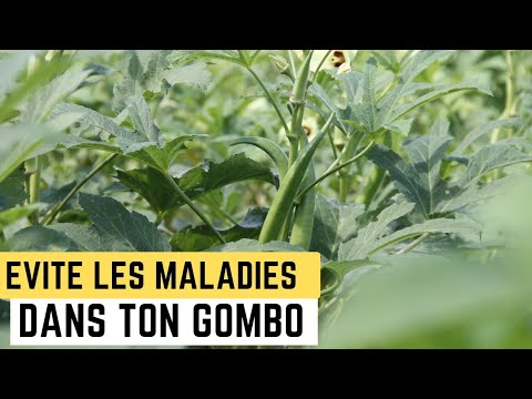 Vidéo: Taches sur les feuilles de gombo - Quelles sont les causes du gombo avec des taches foliaires