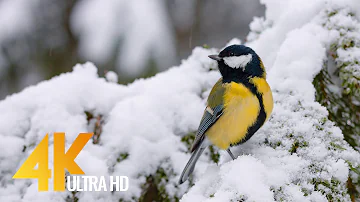 The Soothing Songs of Birds in Winter -  4K Nature Relax Video - Short Preview