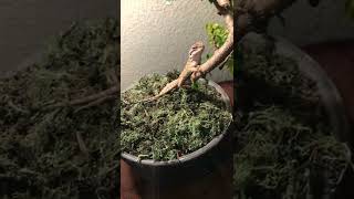 Boss The Bearded Dragon