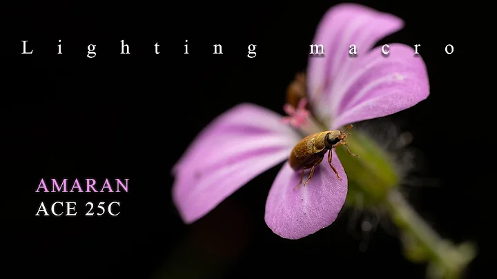 Lighting a macro scene with a video light (without a tripod) – Amaran Ace 25c