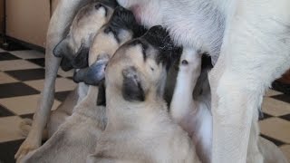 Anatolian Shepherd Kangal Pups Turn 4 Weeks Old At Stonebridge Farm