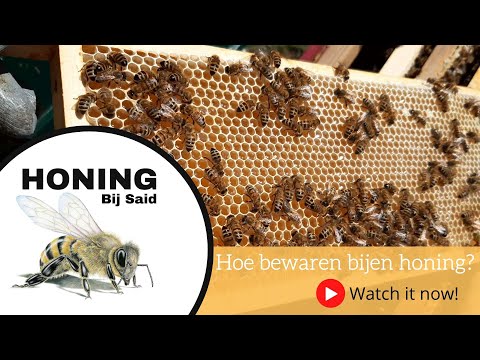 Video: Honingbijplanten Die Bijen Kiezen. Honingdauw Honing