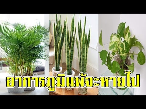 3 สุดยอดต้นไม้ฟอกอากาศ จะช่วยให้ภูมิแพ้หายไป จมูกโล่ง หายใจคล่อง