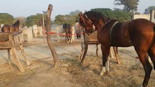 Download Lagu “HorsePower Elegance: The New Breed Trend”🐎🐎🐎🔥🔥🔥 MP3