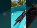 The most relaxing 10 seconds of your day 🦦🌊 #seaotter #healing