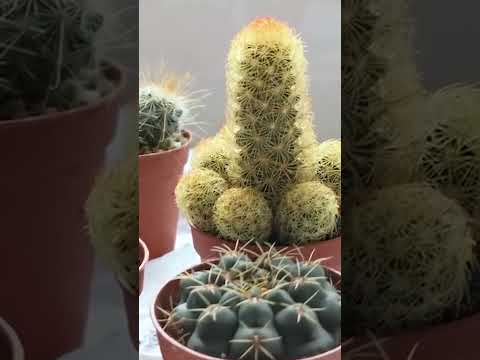 تعليم العناية بالصبار والألوفيرا في المنزل دليل شامل للعناية بالصبار و نبات الألوفيرا