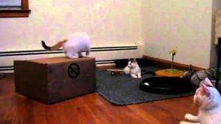 Turkish Van Kittens Playing -- 9 Weeks Old by Carol Edquist 70 views 13 years ago 15 seconds