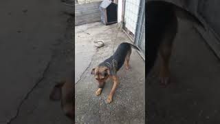 Onur Karabaş Köpek Korktu - Onur Inek Görmek Istedi