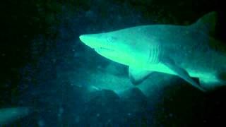 Magic Point - Grey Nurse Sharks