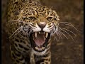 South American Jaguar Roaring and Snarling Sound Effect 👑🐆🔊