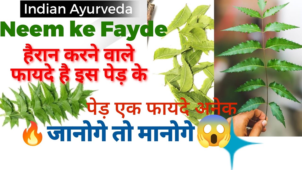 नीम के स्वास्थ्य लाभ neem ke fayde neem tree benefits neem leaf