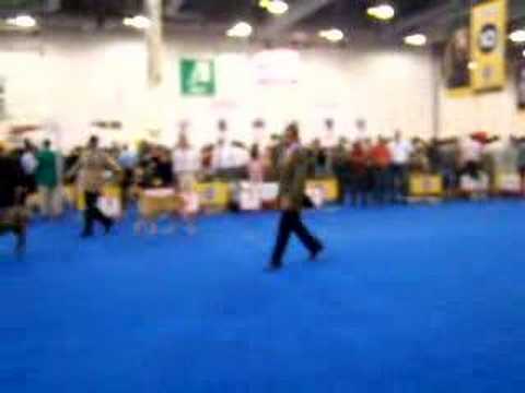 Fila Wins Daniel Rosa World dog show