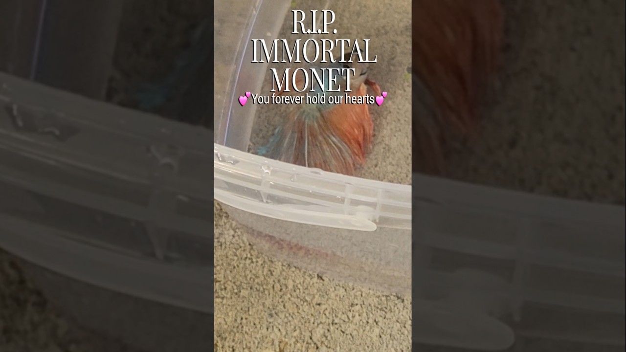 RIP Monet