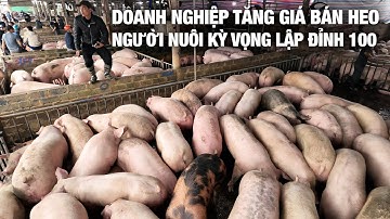 De voorraad is uitgeput. Zelfs met geld is het moeilijk om een ​​groot varken te kopen | NNHN