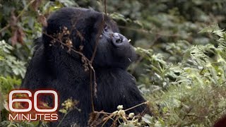 Saving Rwanda's mountain gorillas