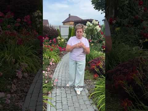 THE LILIES HAVE FLOWERED WHAT SHOULD WE DO NEXT