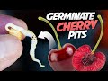 How to germinate cherry seeds that works every time  growing cherry trees from seeds