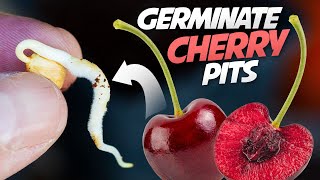 How To Germinate Cherry Seeds That Works every Time  Growing Cherry Trees From Seeds