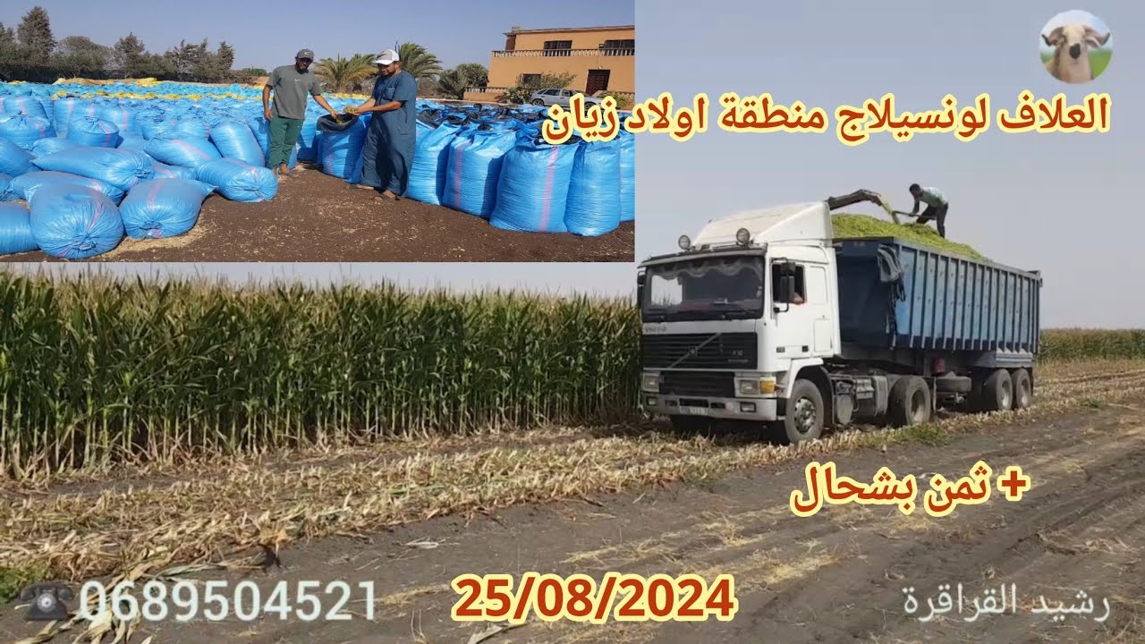 آثمنة العلاف لونسيلاج في ضيعة اخ عمر  منطقة ولاد زيان نواحي الدار البيضاء 25/08/2024