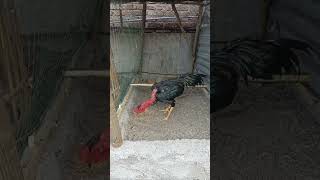 #hobi ayam saigon
