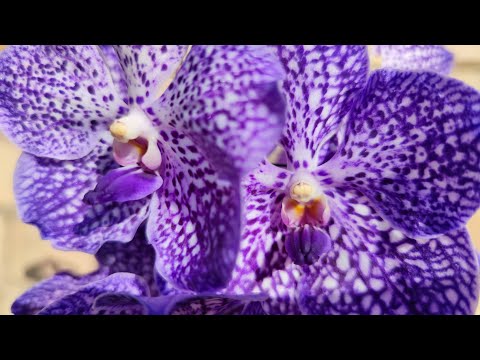 Video: Growing Vanda Orchid - Leer meer over de verzorging van Vanda Orchids