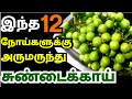 Sundakkai benefits in tamil    sundaikkai benefits turkey berry