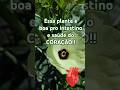 É comum na Bahia e MG #serrural #vidanaroça #plantas #agrofloresta