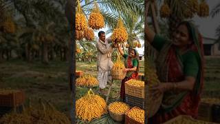 Golden Date Harvest | Khajoor Ki Kheti 🌴#DateHarvest #DatesFarming #Khajoor #AgricultureLife
