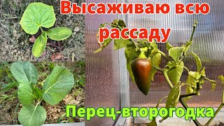 Наконец-то высаживаю всю рассаду на грядки. Что заложить в лунку. Перец выжил после заморозков