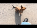 Нашел щенка на дороге / Found a puppy on the road