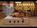 I turned Jabba's throne into a dog bed
