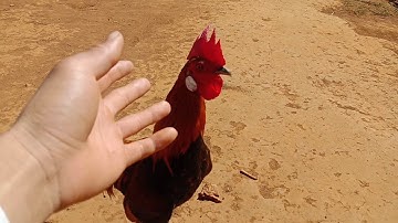 bán gà mồi, giá cực đẹp 😍, còn chờ gì nữa,Lh0376941182