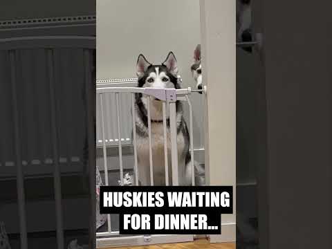 Huskies Waiting For Dinner...