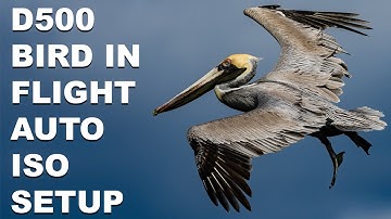 Nikon D500 Bird In Flight Auto ISO SETUP