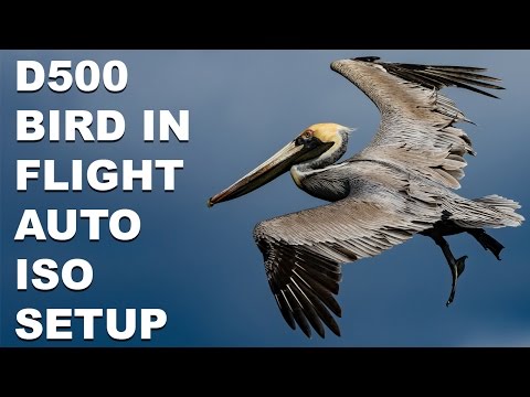 Nikon D500 Bird