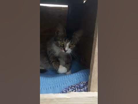 котяча будка - YouTube