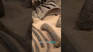 Why we cannot add millions of years to the Bible...