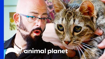 Jackson Is Shocked By Cat