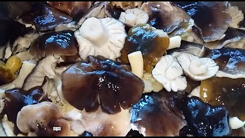 МАРИНОВАННЫЕ ЗЕЛЕНКИ И ПОДЗЕЛЕНКИ