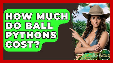 How Much Do Ball Pythons Cost? - Reptilian Wonders